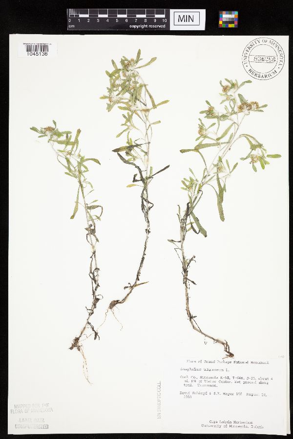 Gnaphalium uliginosum image