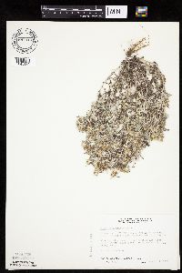Gnaphalium uliginosum image