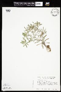 Gnaphalium uliginosum image