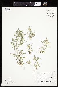 Gnaphalium uliginosum image
