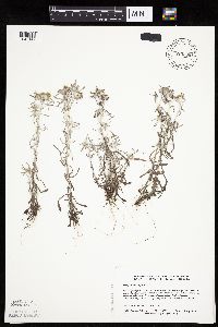 Gnaphalium uliginosum image