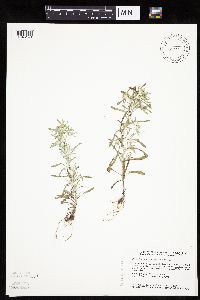 Gnaphalium uliginosum image