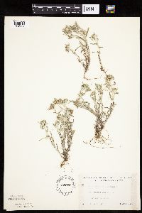 Gnaphalium uliginosum image