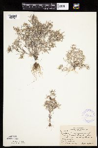 Gnaphalium uliginosum image