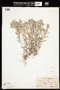Gnaphalium uliginosum image