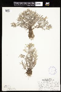 Gnaphalium uliginosum image