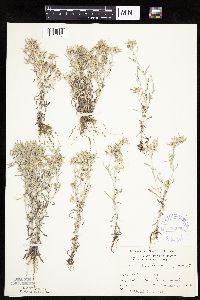Gnaphalium uliginosum image