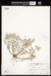 Gnaphalium uliginosum image