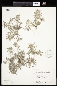 Gnaphalium uliginosum image