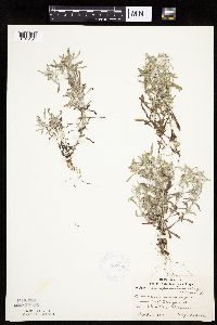 Gnaphalium uliginosum image