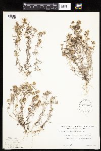 Gnaphalium uliginosum image