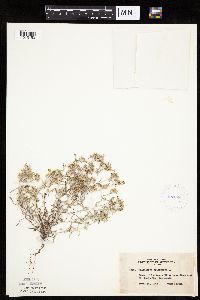 Gnaphalium uliginosum image