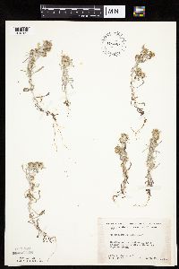 Gnaphalium uliginosum image