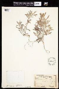 Gnaphalium uliginosum image
