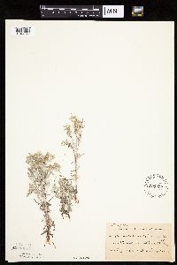 Gnaphalium uliginosum image