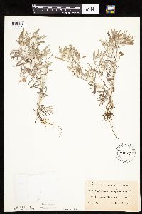 Gnaphalium uliginosum image