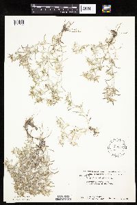 Gnaphalium uliginosum image