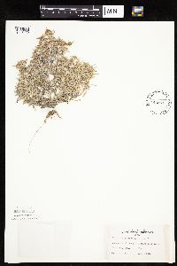 Gnaphalium uliginosum image
