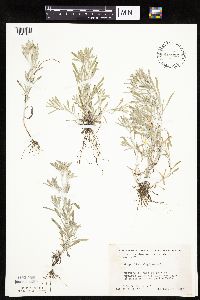 Gnaphalium uliginosum image