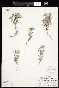 Gnaphalium uliginosum image