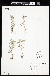 Gnaphalium uliginosum image