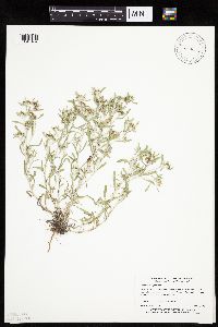 Gnaphalium uliginosum image