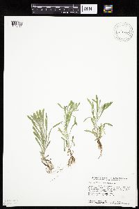 Gnaphalium uliginosum image