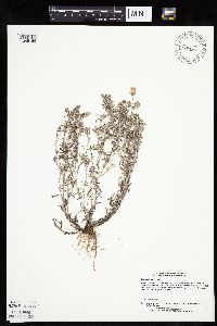 Gnaphalium uliginosum image