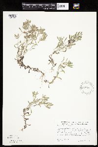 Gnaphalium uliginosum image