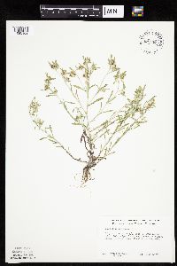 Gnaphalium uliginosum image