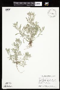 Gnaphalium uliginosum image