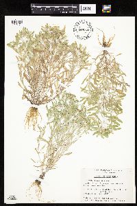 Gnaphalium uliginosum image