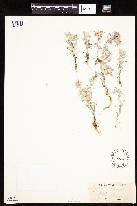 Gnaphalium uliginosum image
