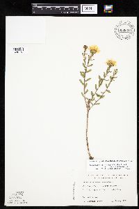 Grindelia hirsutula image