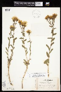 Grindelia hirsutula image