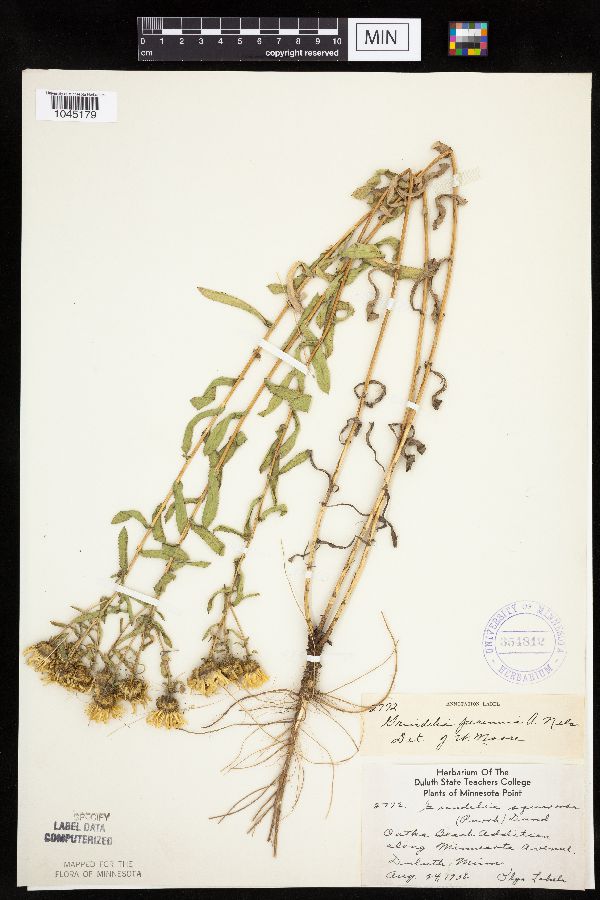 Grindelia hirsutula image