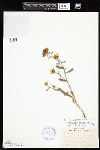 Grindelia hirsutula image
