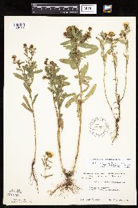 Grindelia hirsutula image