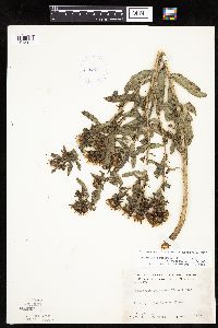 Grindelia hirsutula image