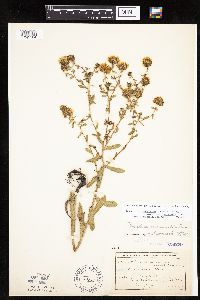 Grindelia hirsutula image