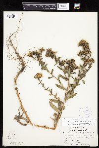 Grindelia hirsutula image