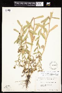 Grindelia hirsutula image