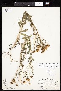 Grindelia hirsutula image