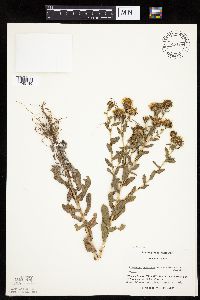 Grindelia hirsutula image