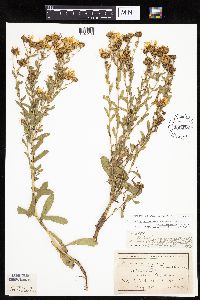 Grindelia hirsutula image