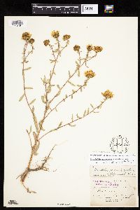 Grindelia hirsutula image