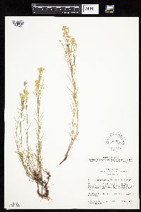 Gutierrezia sarothrae image