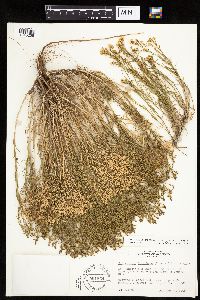 Gutierrezia sarothrae image