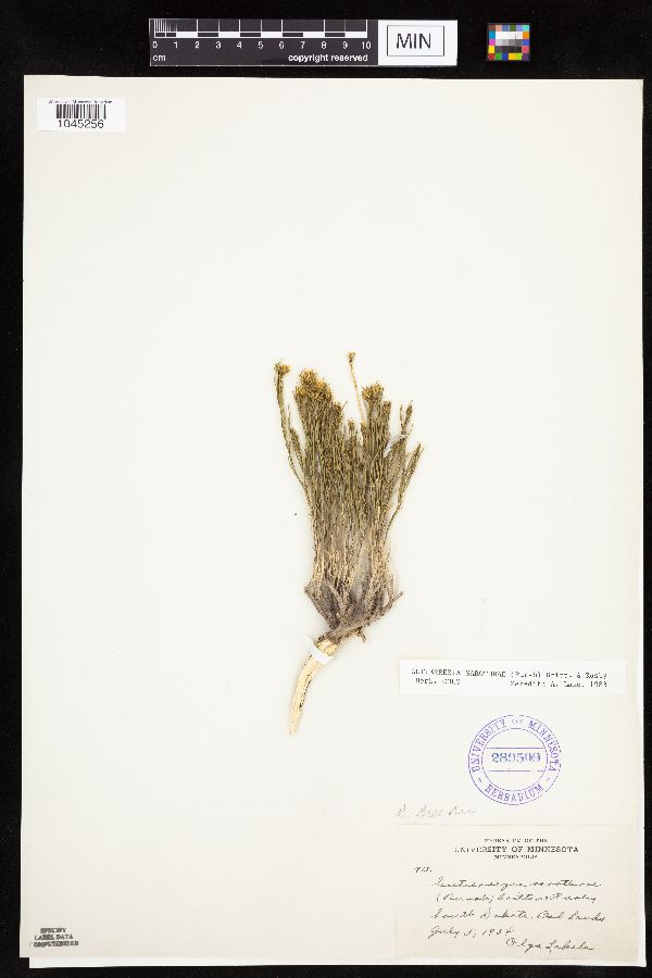 Gutierrezia sarothrae image