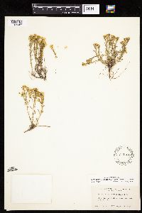 Gutierrezia sarothrae image